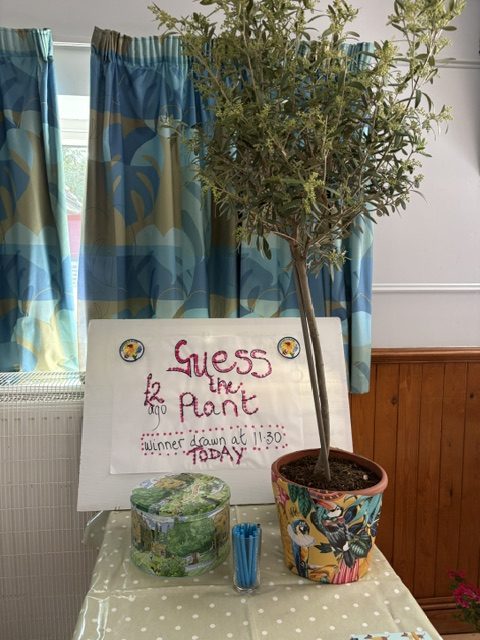 Guess the Plant Olive Tree