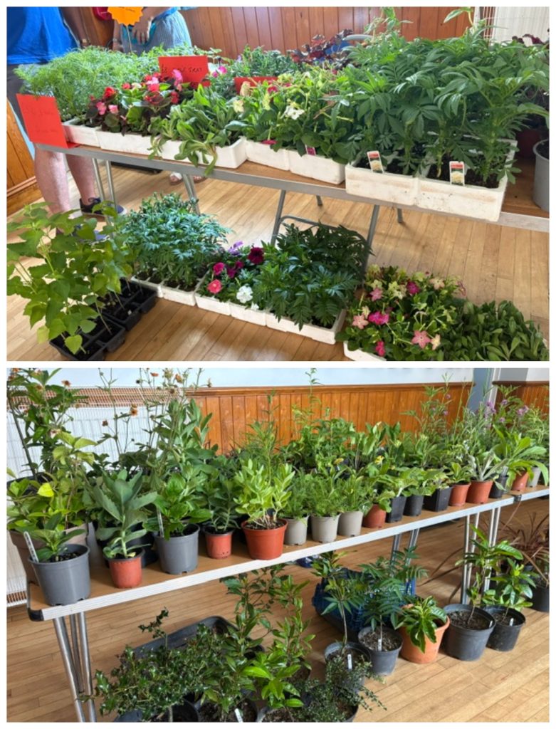 Angmering in Bloom plant sale 2026