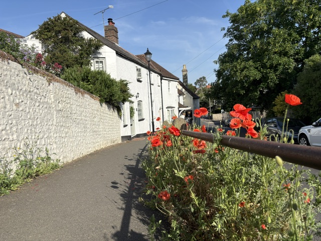 Poppies on High Street, Angmering, Spring 2026